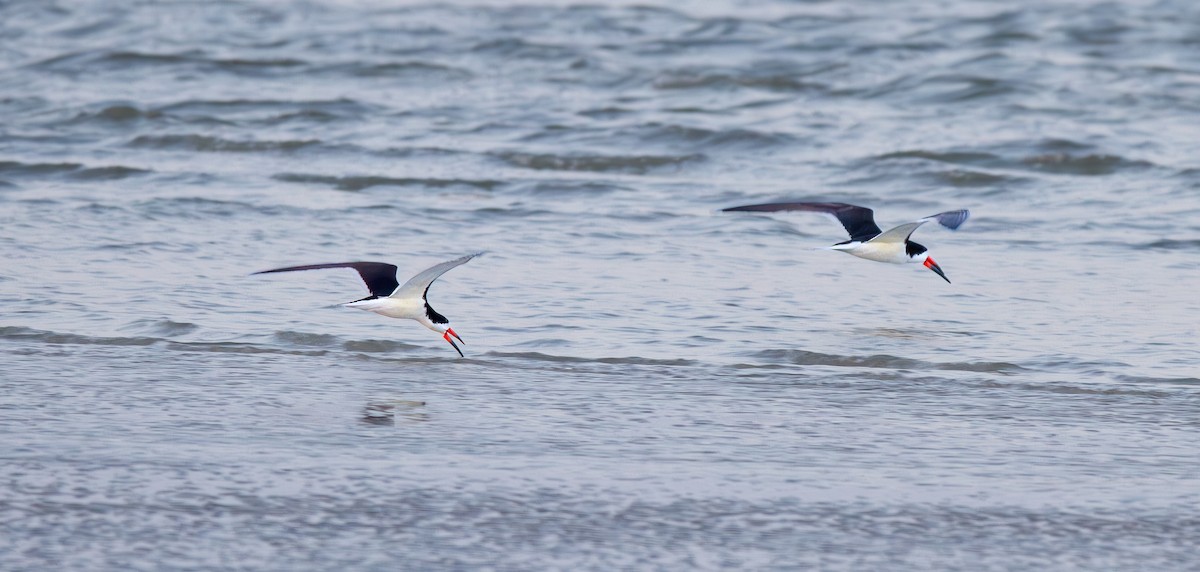 Black Skimmer - ML619592416