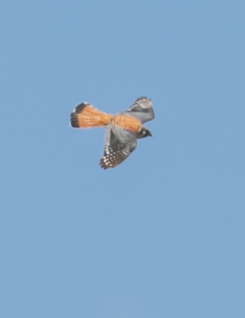 American Kestrel - Chris Tosdevin