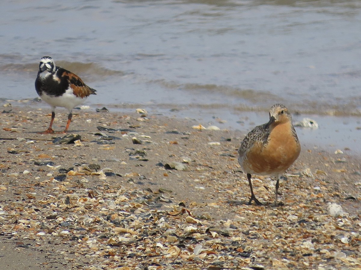 Red Knot - Craig Watson