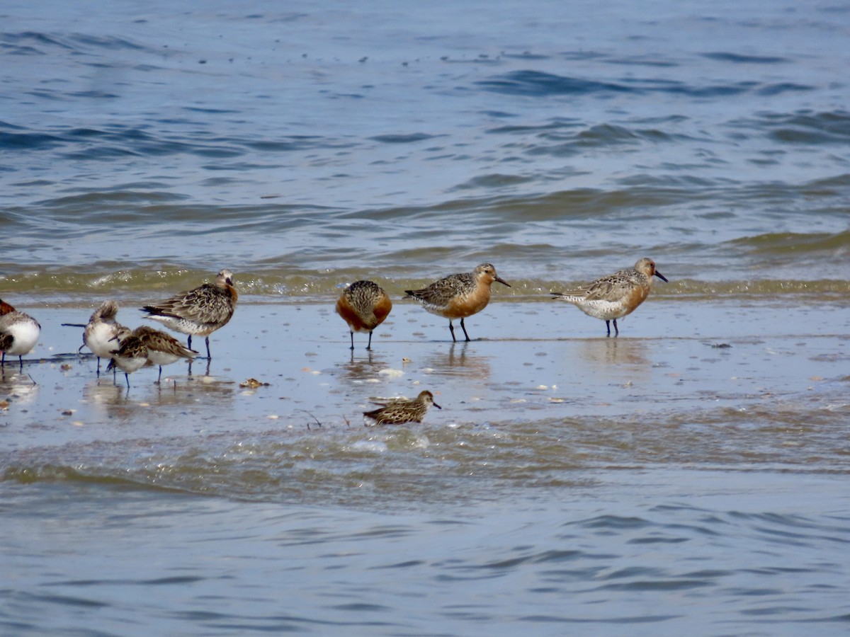 Red Knot - Craig Watson