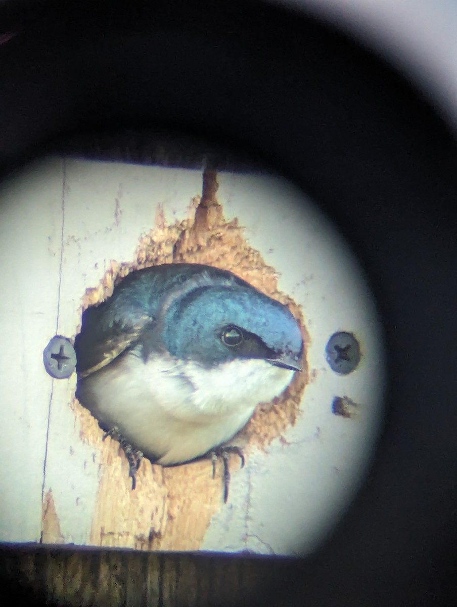 Tree Swallow - ML619592439