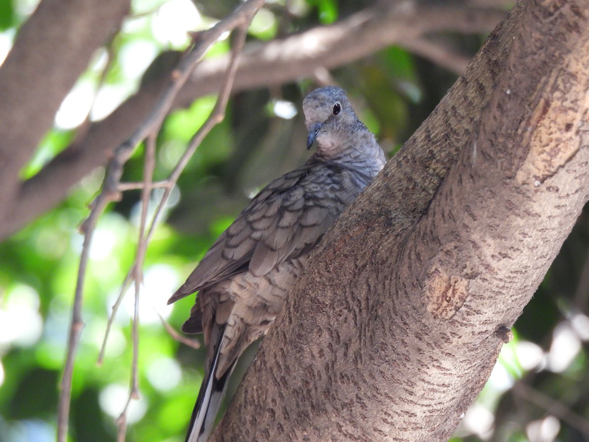 Inca Dove - Paulo Baptista