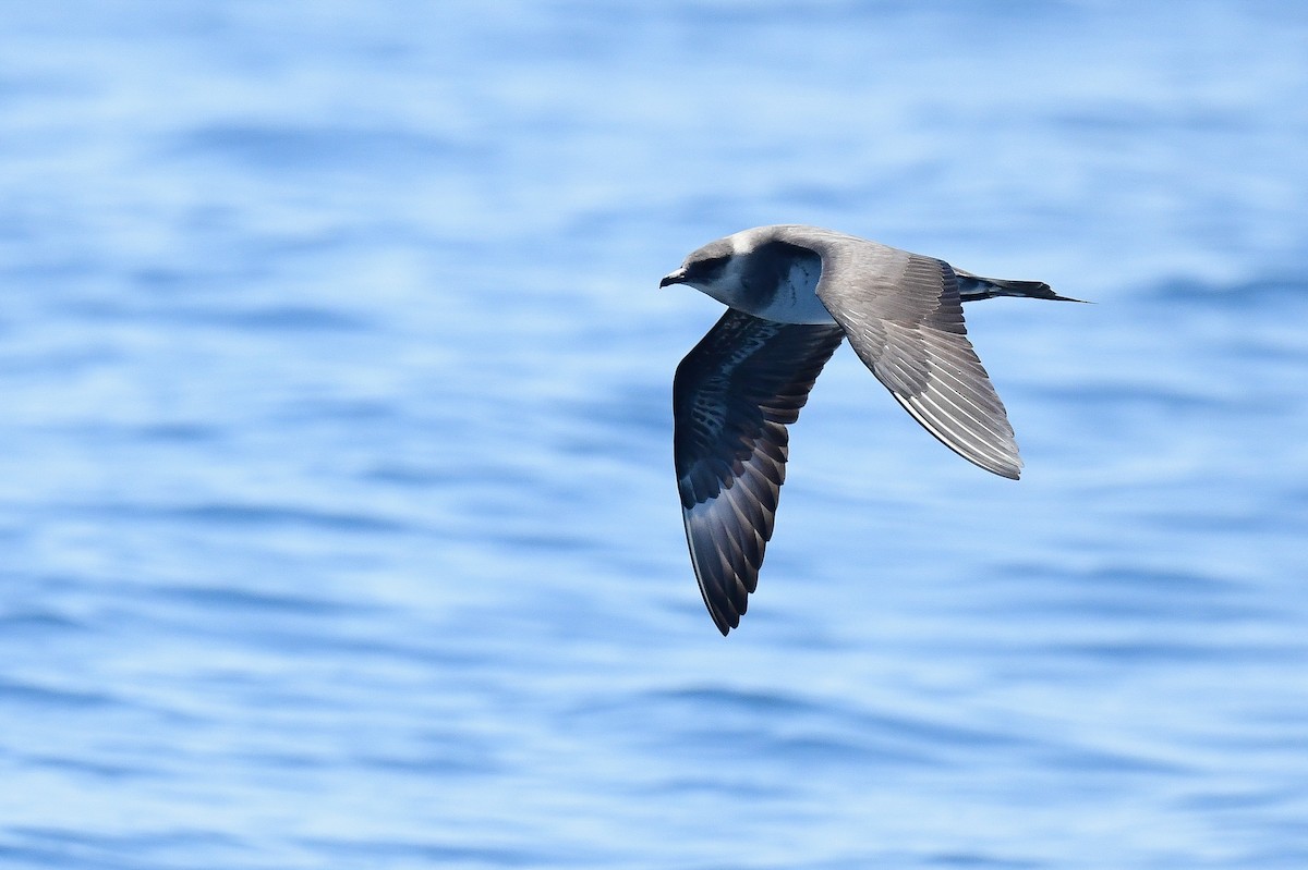 Parasitic Jaeger - Kate Sutherland