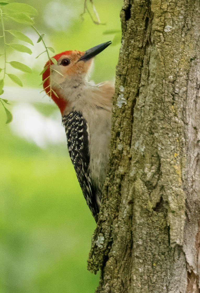 Red-bellied Woodpecker - Scott Young