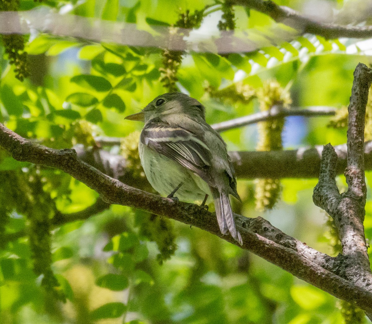 Empidonax sp. - MCHL ____