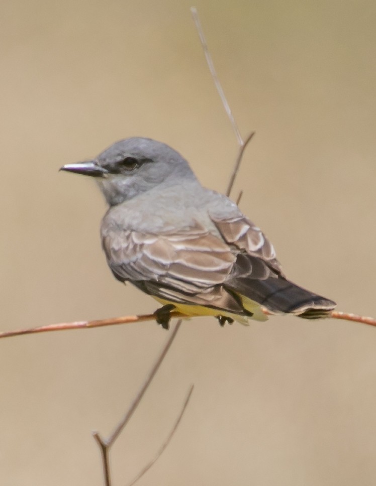 Cassin's Kingbird - Chris Tosdevin