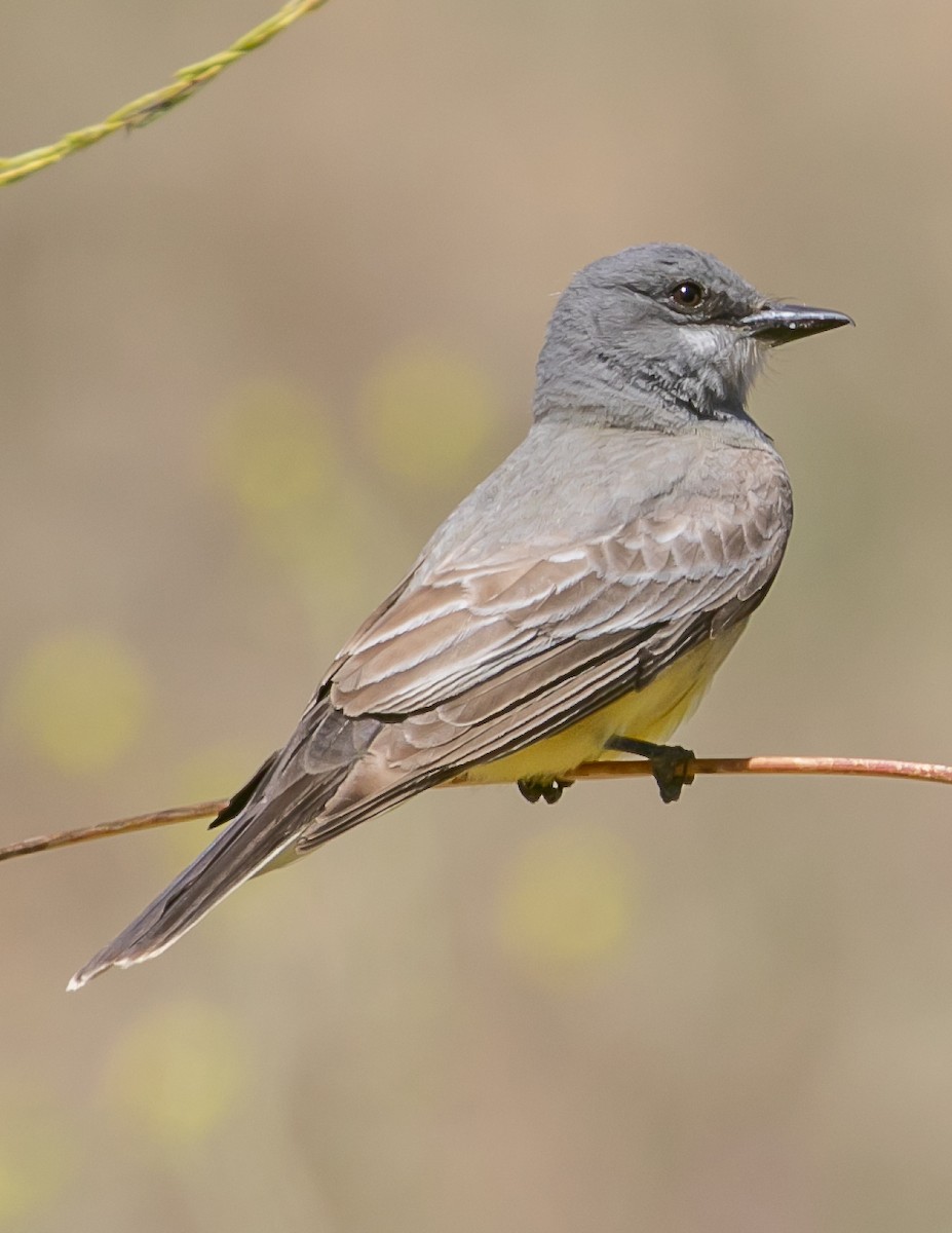 Cassin's Kingbird - Chris Tosdevin