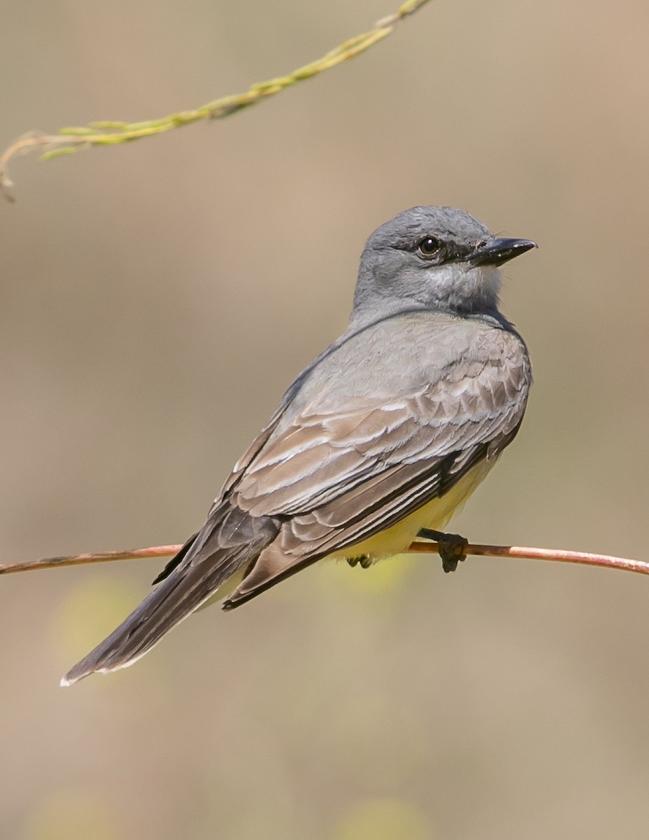 Cassin's Kingbird - Chris Tosdevin