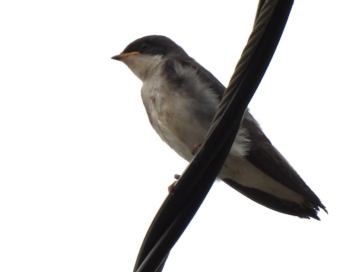 Tree Swallow - Kiandra Mitchell