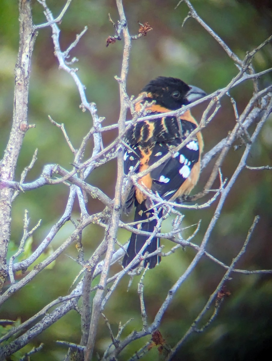 Black-headed Grosbeak - Jack N