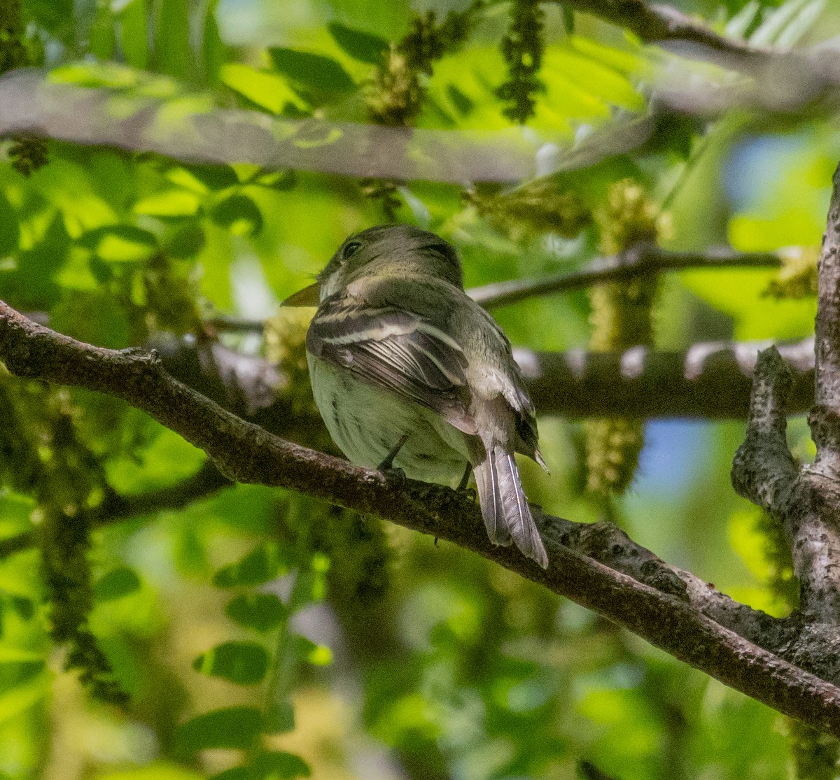 Empidonax sp. - MCHL ____