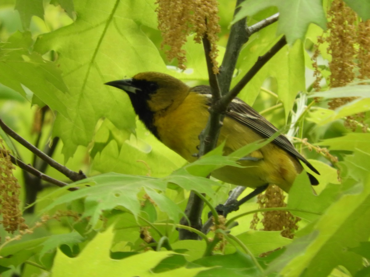 Orchard Oriole - Thomas Bürgi