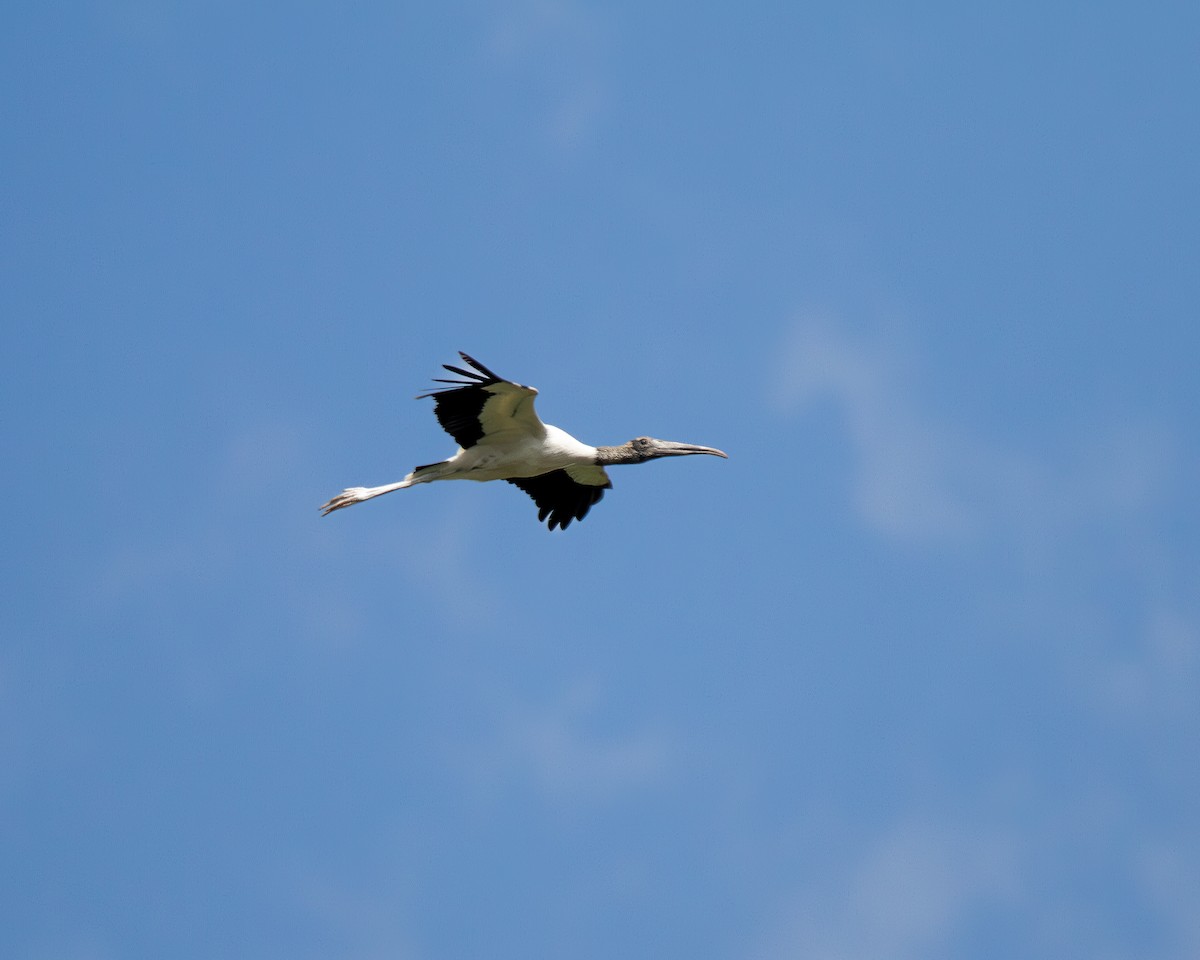 Wood Stork - Will Carlson