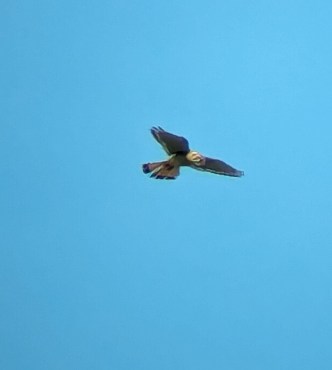 American Kestrel - ML619592481