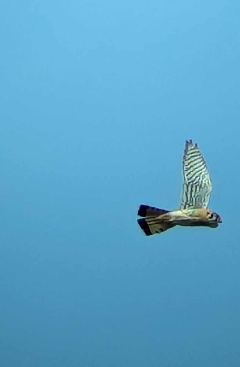 American Kestrel - Jack N