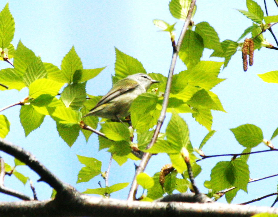 Red-eyed Vireo - ML619592484