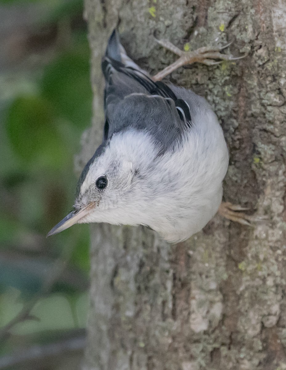 White-breasted Nuthatch - Chris Tosdevin