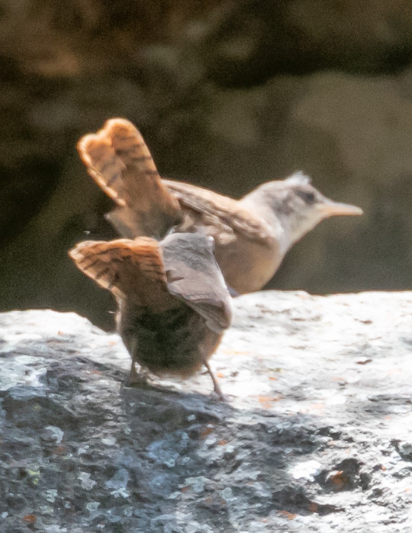 Canyon Wren - Chris Tosdevin