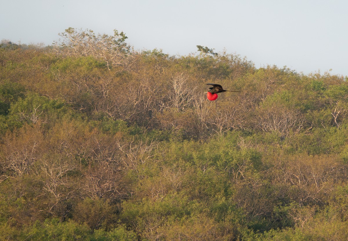 frigatebird sp. - ML619592493