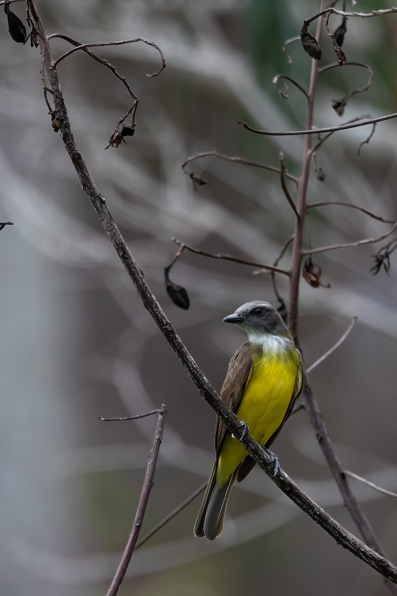 Sulphury Flycatcher - Jhonathan Miranda - Wandering Venezuela Birding Expeditions