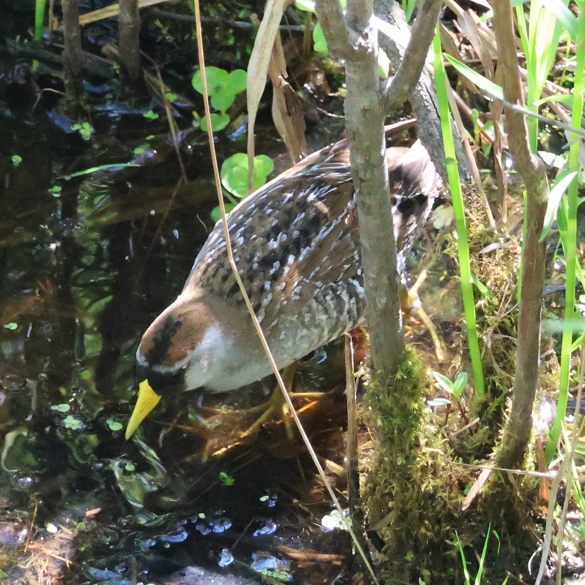 Polluela Sora - ML619592499