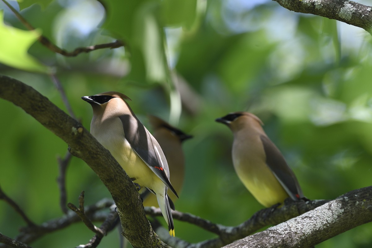 Cedar Waxwing - ML619592503