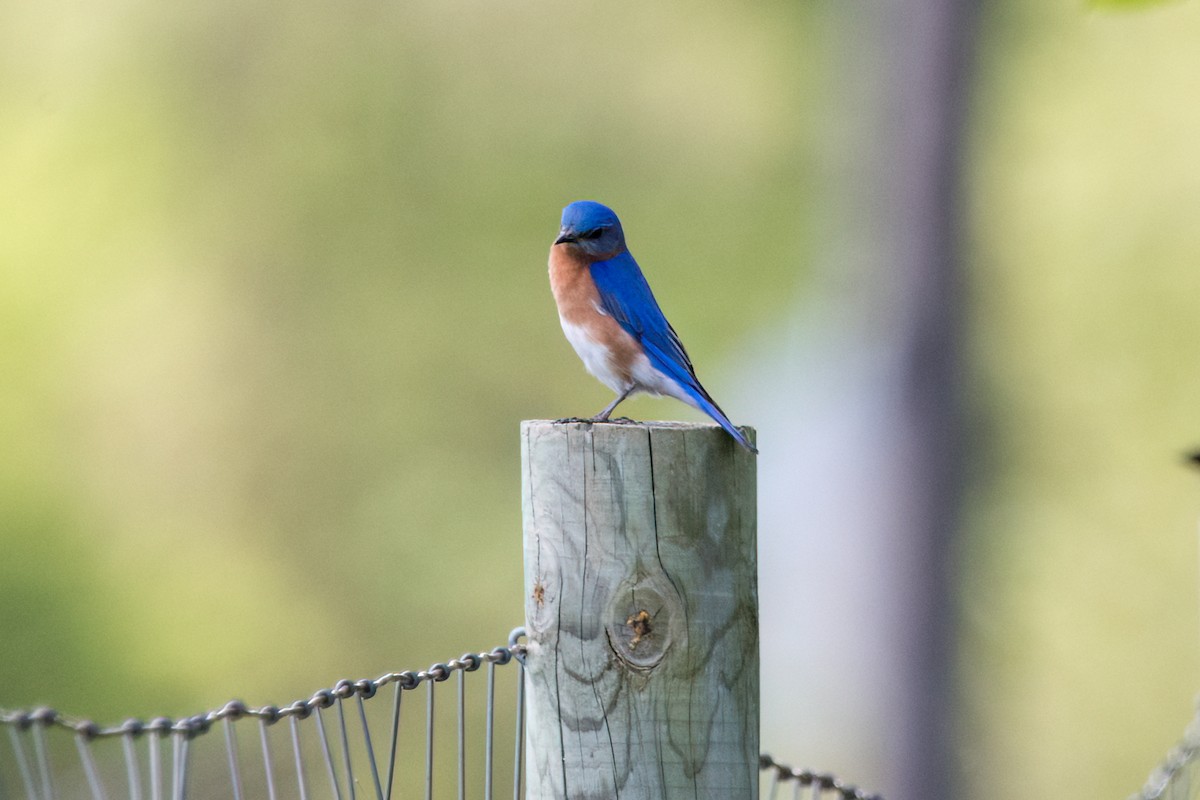 Eastern Bluebird - Brian McGee