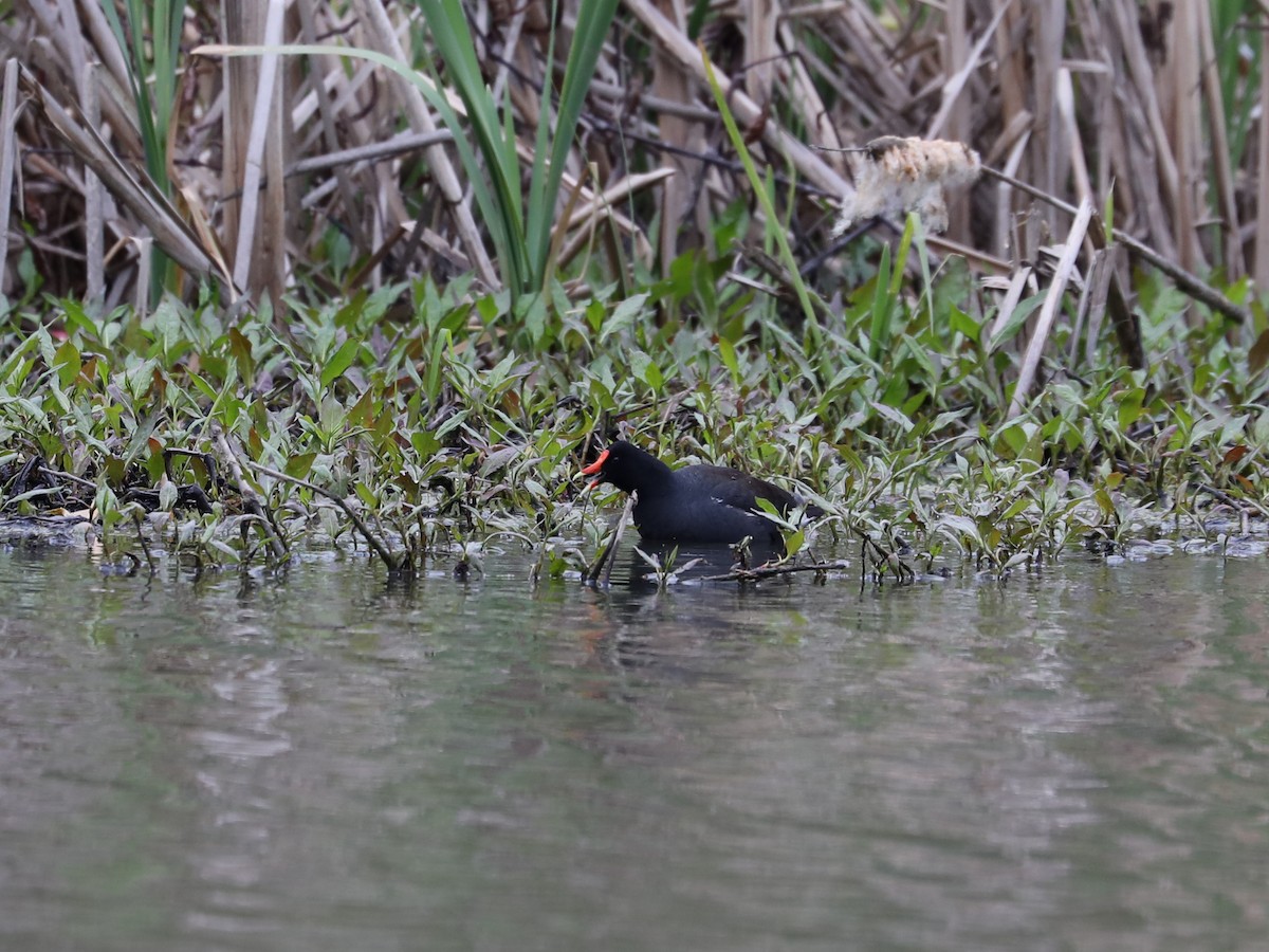 Gallinule d'Amérique - ML619592507