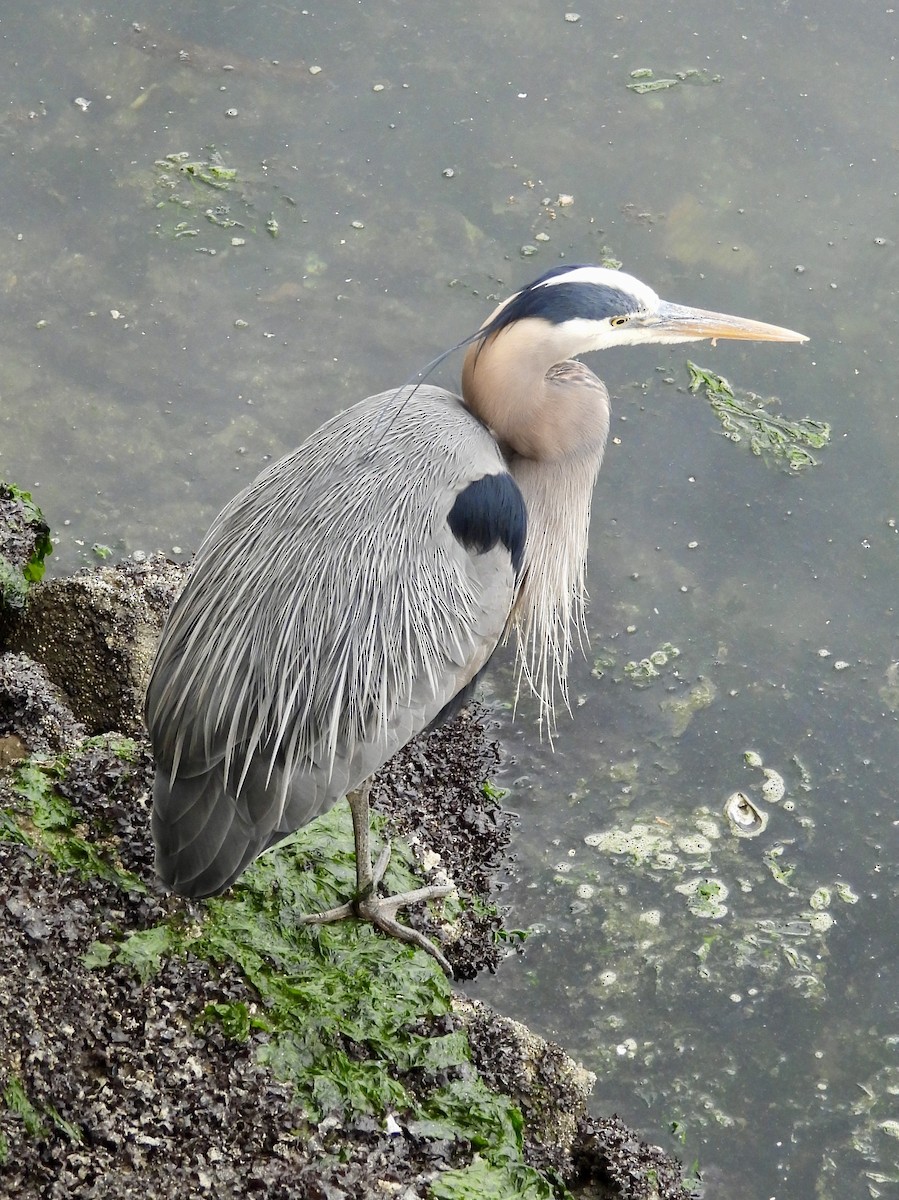 Great Blue Heron - ML619592511