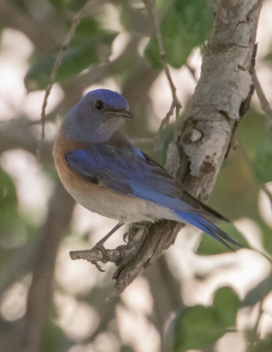 Western Bluebird - Chris Tosdevin