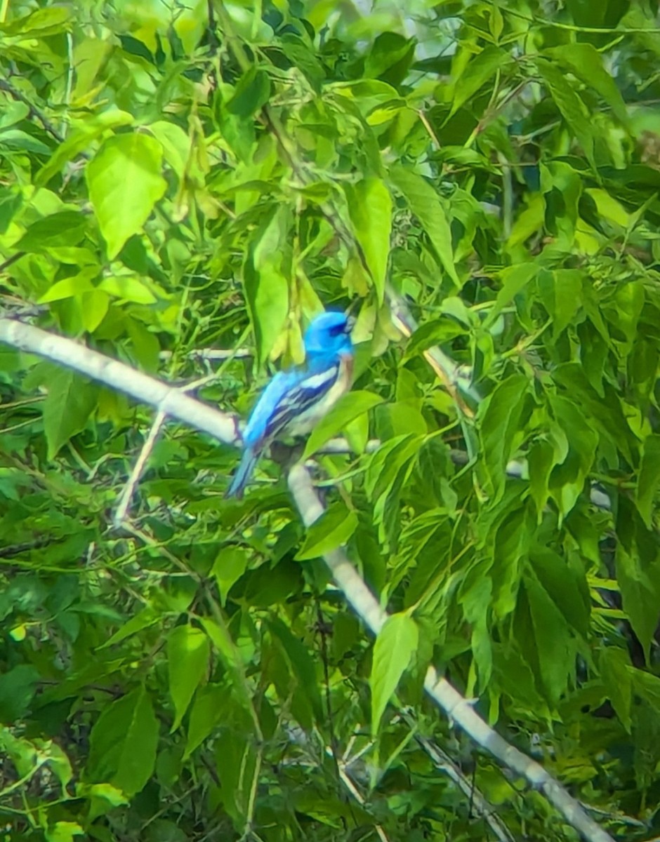 Lazuli Bunting - ML619592520