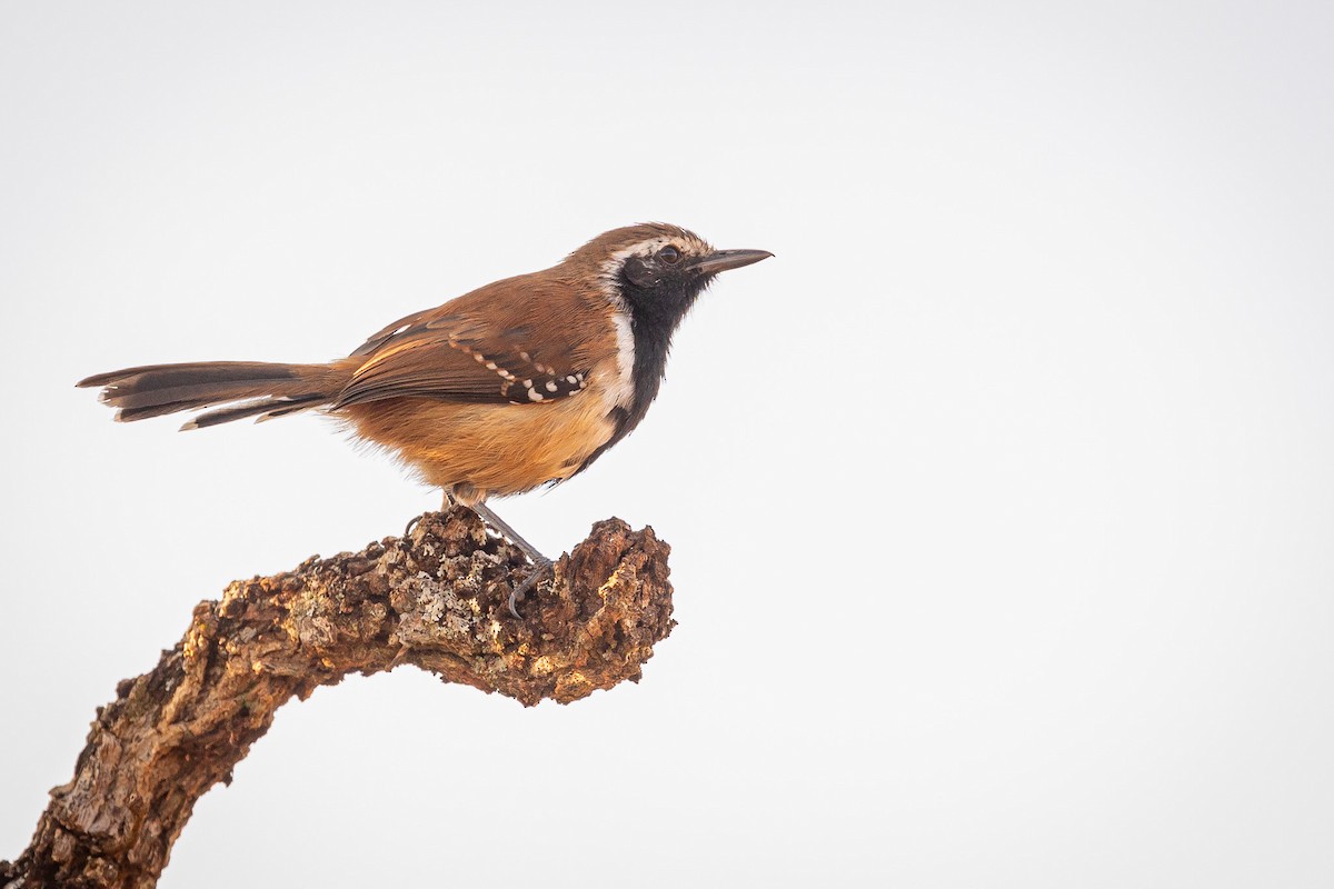 Rusty-winged Antwren - Xavier Munoz Neblina Forest.