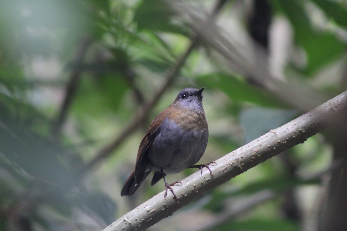 Black-billed Nightingale-Thrush - Andrés Rojas Villalobos