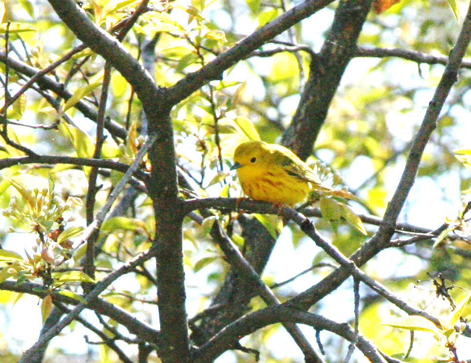 Yellow Warbler - Muriel & Jennifer Mueller