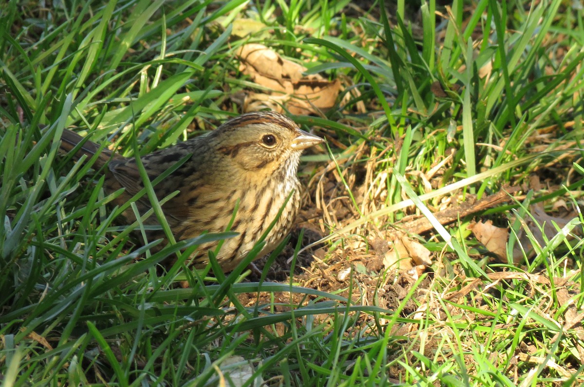 Lincoln's Sparrow - ML619592525