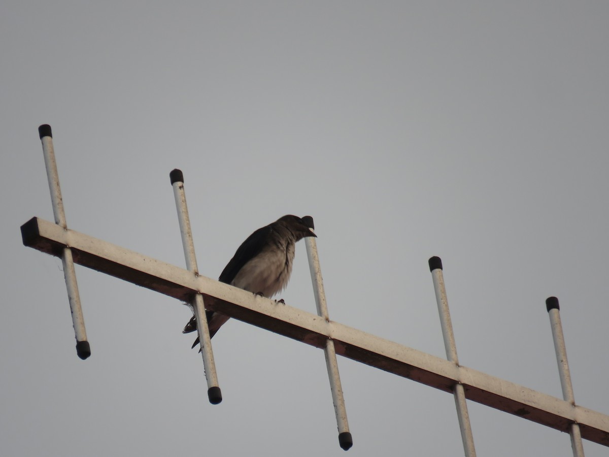 Gray-breasted Martin - Sam Holcomb