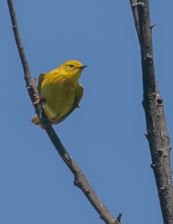 Yellow Warbler - Chris Tosdevin