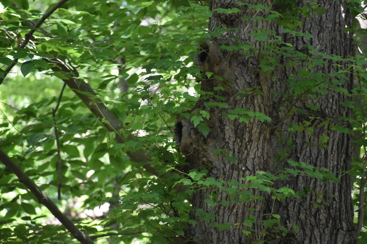 Tufted Titmouse - Danny  Poet