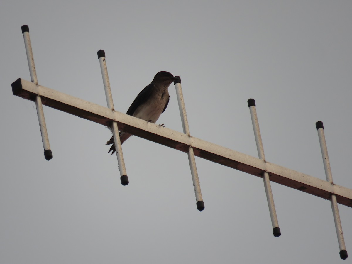 Gray-breasted Martin - Sam Holcomb