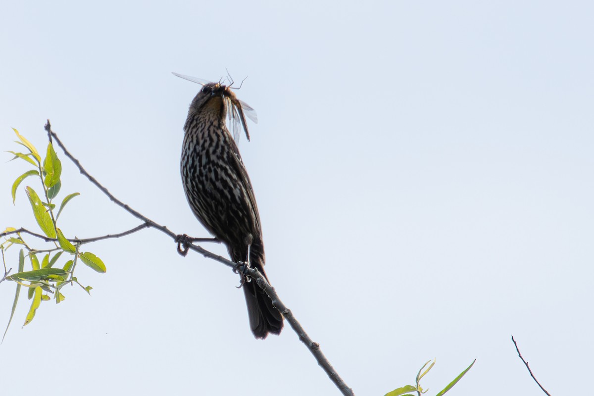 Red-winged Blackbird - Stephanie Jensen