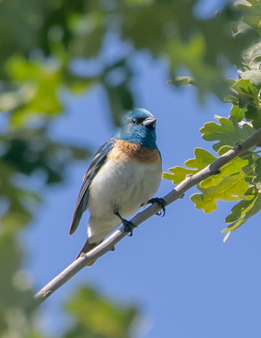 Lazuli Bunting - Chris Tosdevin