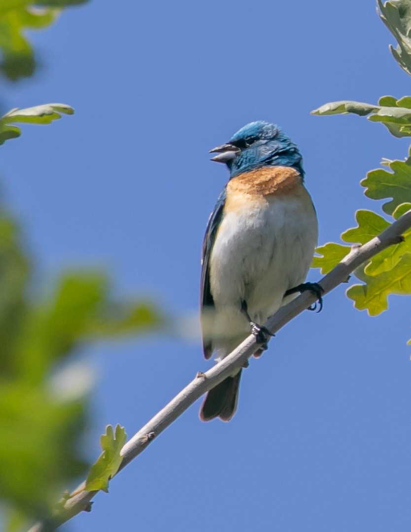 Lazuli Bunting - Chris Tosdevin