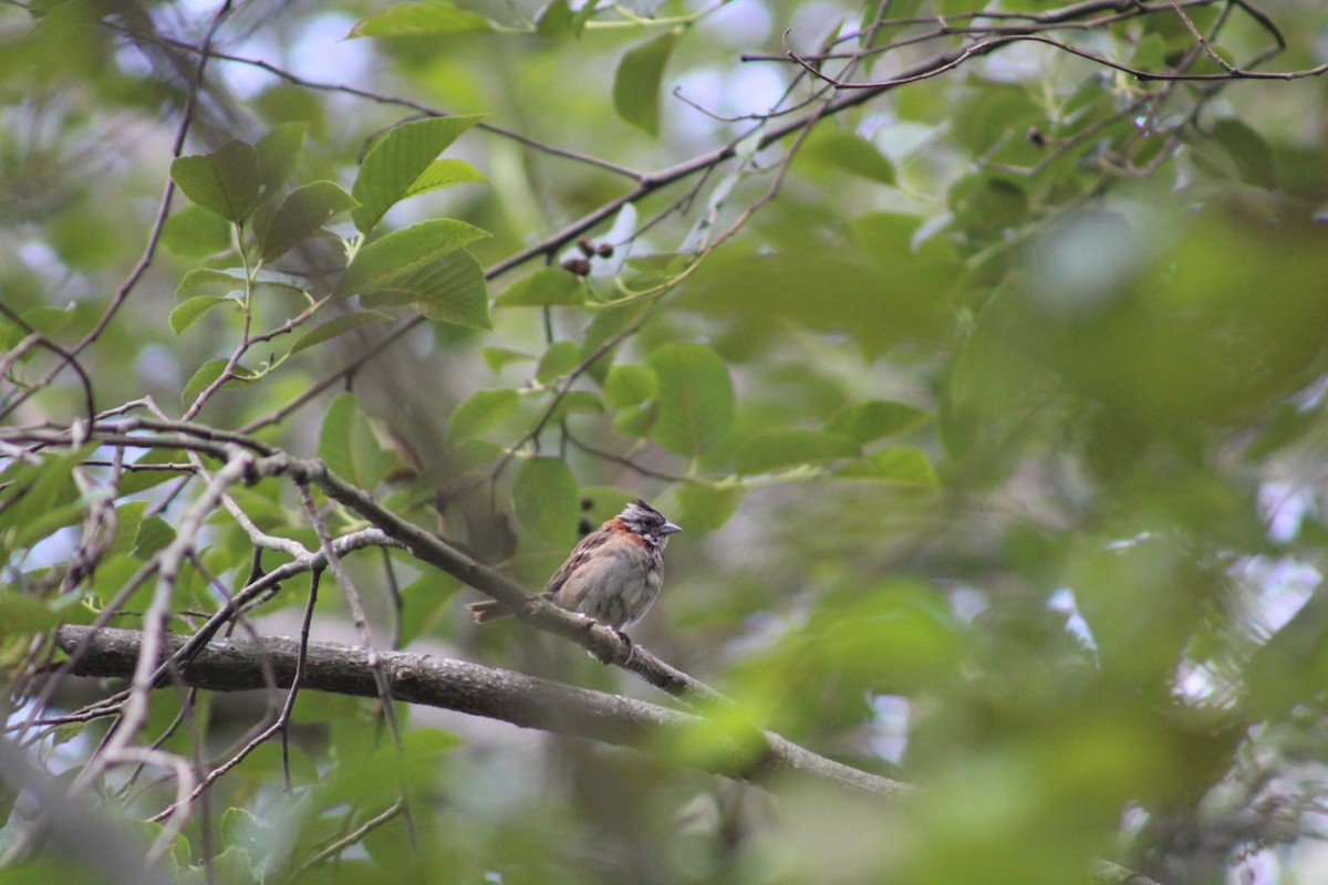 Rufous-collared Sparrow - Andrés Rojas Villalobos