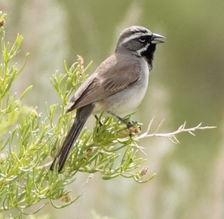 Black-throated Sparrow - linda p