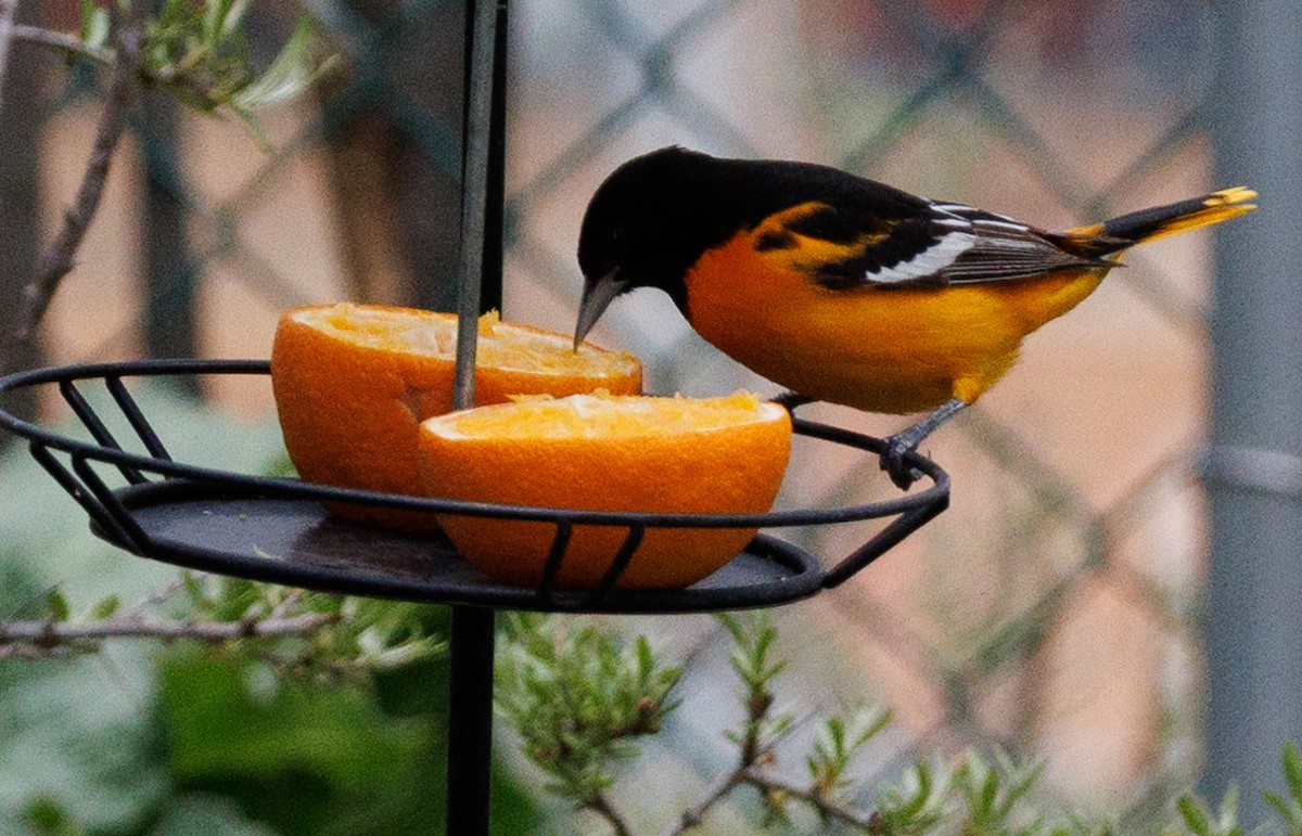 Baltimore Oriole - J Smith