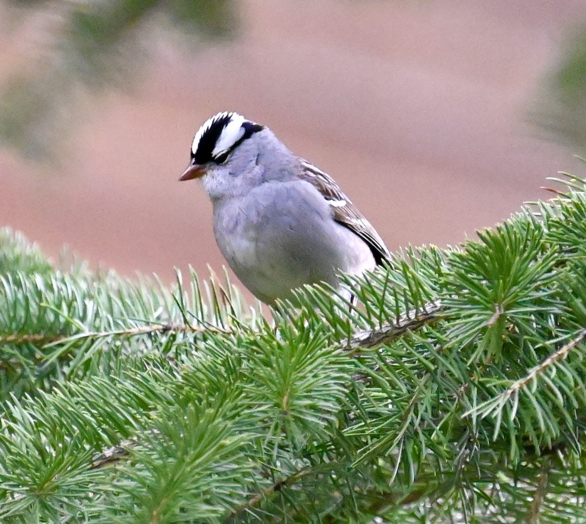 White-crowned Sparrow - Nancy Blaze