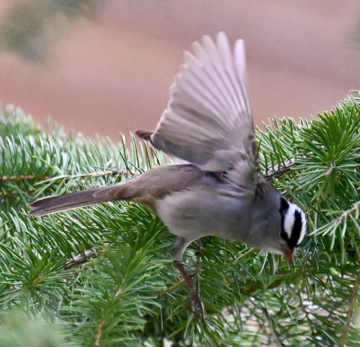 White-crowned Sparrow - Nancy Blaze