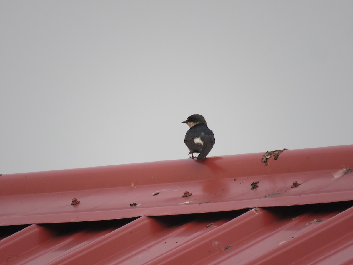 Mangrove Swallow - Sam Holcomb