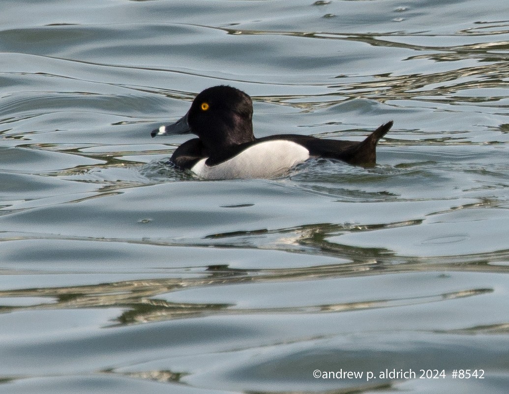 Ring-necked Duck - ML619592562