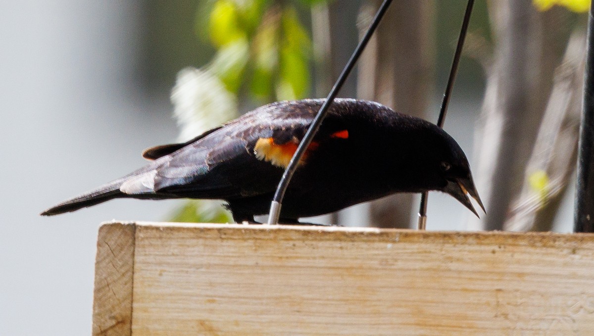 Red-winged Blackbird - J Smith